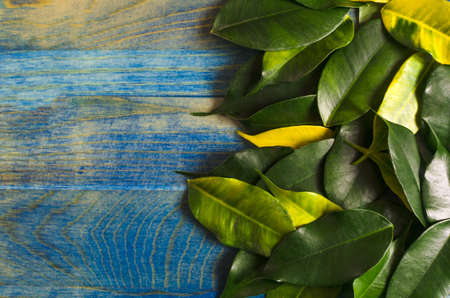 natural wood background with yellow-green leaves text space top viewの写真素材