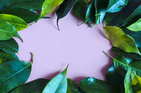 light pink background with yellow-green leaves on the edges space for text top viewの写真素材