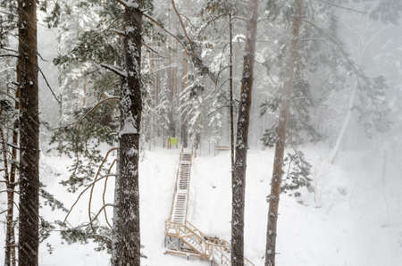 Wooden walking path leading to a ravine in the national park in winterの写真素材