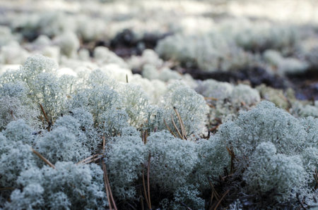 Natural background of gray lichens sharpness in the foreground. Kladonia prialpiyskaya close-upの写真素材