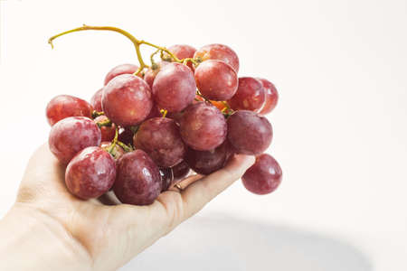 The hand holds red grapes on a light background.の写真素材