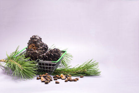 Cedar cones and cedar branches with nuts in a metal basket on a colored background.の写真素材