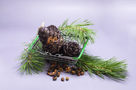 Cedar cones and branches and pine nuts in a basket on a light backgroundの写真素材