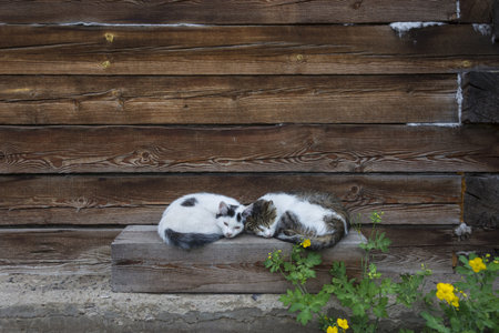 Two cats are resting sweetly on a wooden plank on a summer dayの写真素材