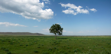 A bright natural background with a lone tree. A lonely birch tree against the background of a large field and a sky with cloudsの写真素材