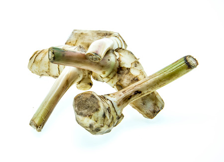 Galangal on white background, Herb Galangal