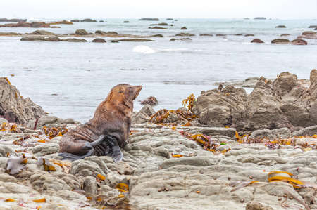 wild seal at Seal colony Kaikoura New Zealand