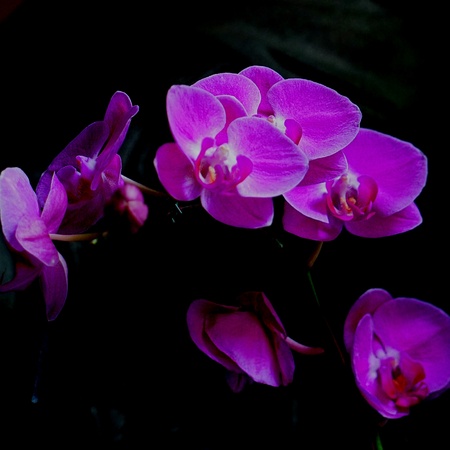 Purples orchid for offering  - Vibrancy in the darkの素材