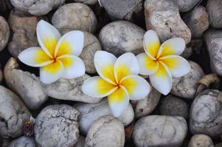 white frangipani flowers between stonesの写真素材