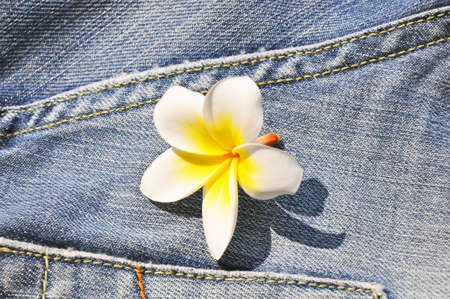 frangipani flower lying on jeansの写真素材
