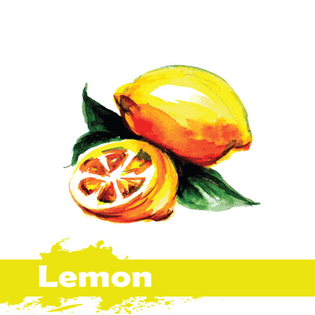 Hand drawn watercolor painting on white background. Vector illustration of fruit lemonのイラスト素材