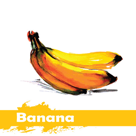 Hand drawn watercolor painting on white background. Vector illustration of fruit bananaのイラスト素材