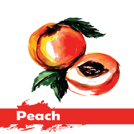 Hand drawn watercolor painting on white background. Vector illustration of fruit peachのイラスト素材