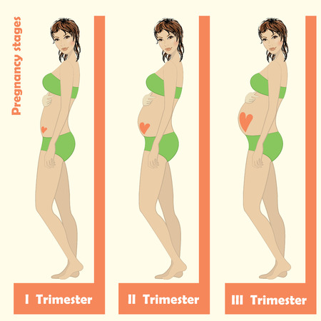 beautiful pregnant woman.stages of pregnancy. Vector illustrationのイラスト素材