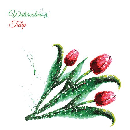 Vector tulip watercolor. Hand drawing.のイラスト素材