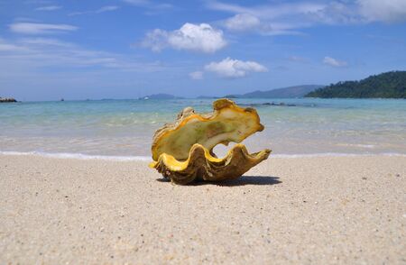 Sea shell on sand,tropical background