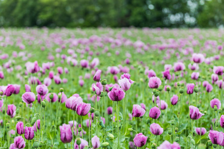 Poppy field at the edge of the roadの写真素材