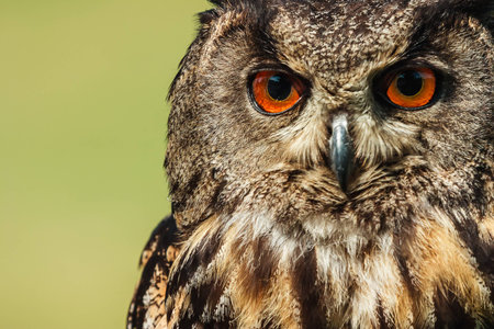 Eurasian eagle-owl Headshotの写真素材