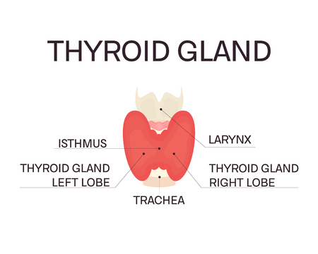 Thyroid gland and trachea front view on white background. Human body organ anatomy icon with description. Thyroid diagram scheme sign. Medical concept. Isolated vector illustration.のイラスト素材