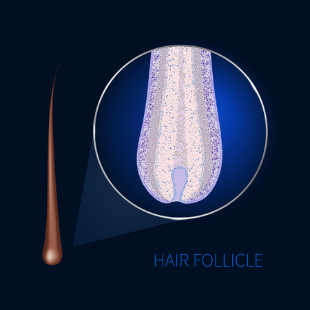 Hair follicle closeupのイラスト素材