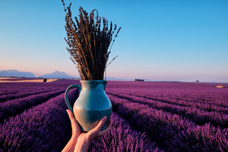 Pot of lavender with blooming field at the backgroundの写真素材