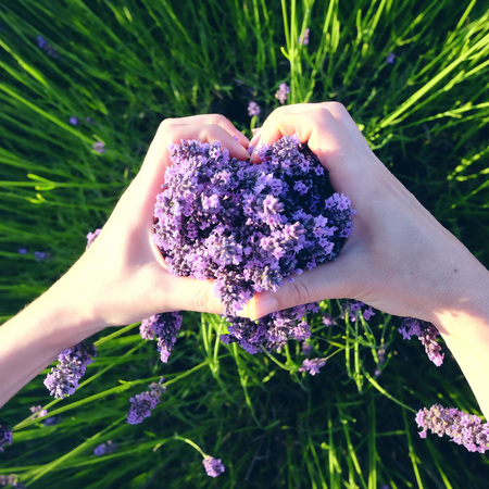 Hands heart gesture with lavender blooming flowersの写真素材
