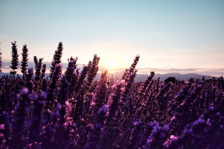 Morning sun rays over blooming lavender fieldの写真素材