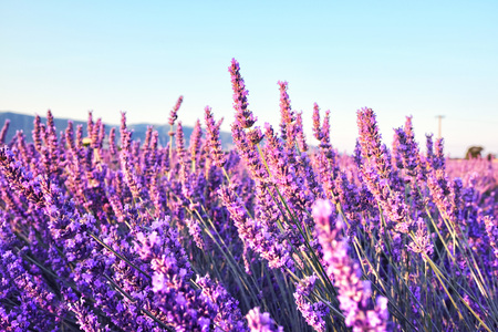 Morning sun rays over blooming lavender fieldの写真素材