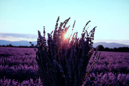 Morning sun rays over blooming lavender fieldの写真素材