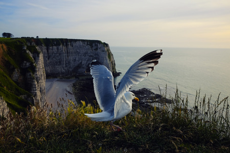 Seagull at Etretat at sunsetSeagull at Etretat cliff at sunset in Normandyの写真素材