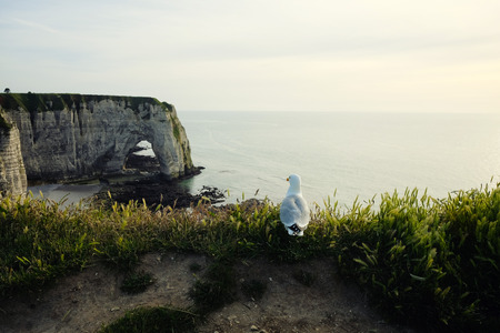 Seagull at Etretat cliff at sunset in Normandyの写真素材