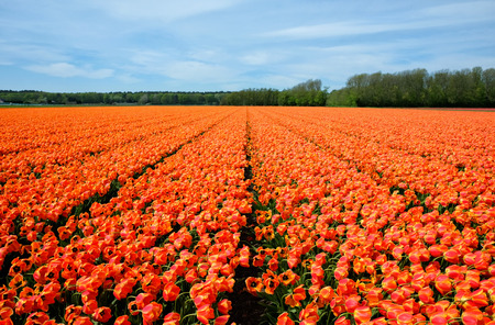 Field of orange blooming tulip flowers in Hollandの写真素材