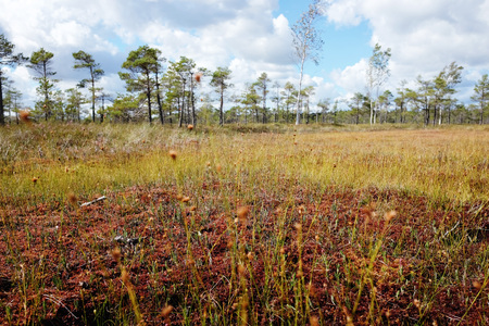Swamp of Kemeri National Park in Latvia