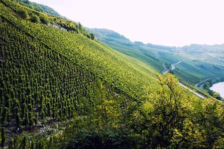 Panoramic view of Moselle Valley in Germany. Vineyards and river Mosel in Trittenheim in summer.の写真素材