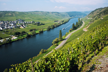 Panoramic view of Moselle Valley in Germany. Vineyards and river Mosel in Trittenheim in summer.の写真素材