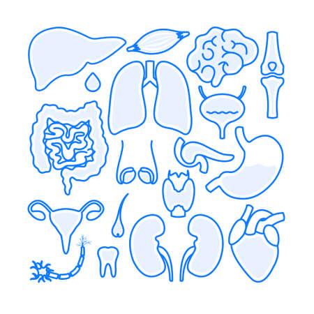 Human body organs set in linear style. Big collection of body parts. Human anatomy icons of liver, heart, intestine, brain, thyroid, kidney, thyroid, bladder, pancreas. Medical vector illustration.のイラスト素材