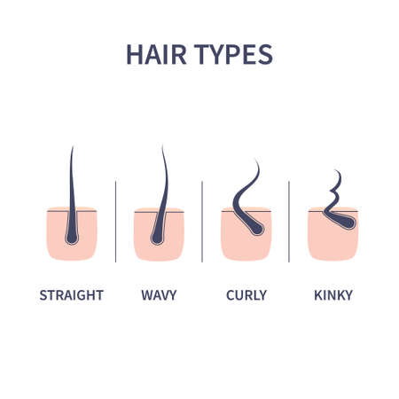 Hair types chart set of straigt, wavy, curly and kinky strandsのイラスト素材