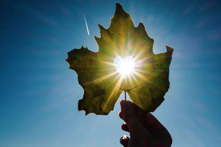 Sun shining through the heart shape in a yellow leaf