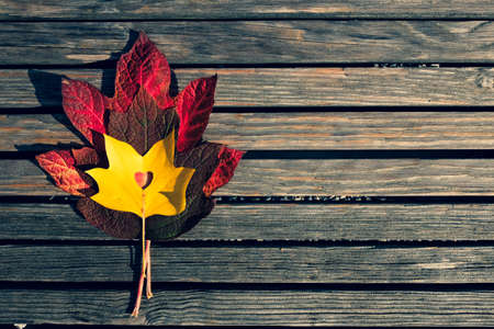Red and yellow maple leaves on a wooden benchの写真素材
