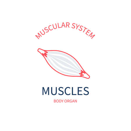 Muscle icon medical diagram of muscular systemのイラスト素材