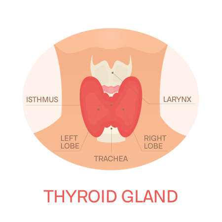 Thyroid gland in a silhouette of a womanのイラスト素材