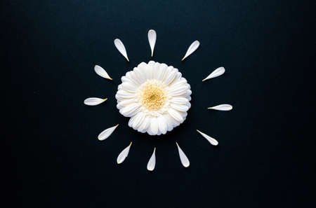 Sun gerbera daisy flower with petals flatlayの写真素材