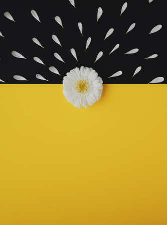 Sun Gerbera flower petals flat lay