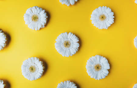 White gerbera daisy flowers pattern flatlay on yellow backgroundの写真素材