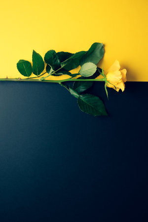 Colour blocking mockup template with a yellow roseの写真素材