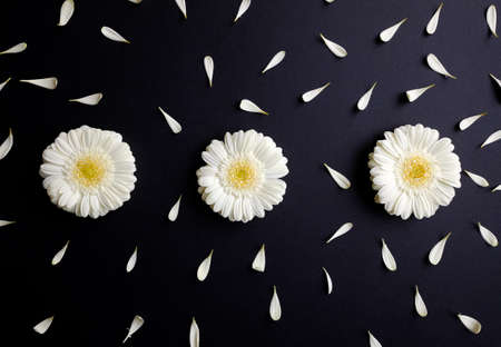 Flatlay of daisy petals around gerbera flowers