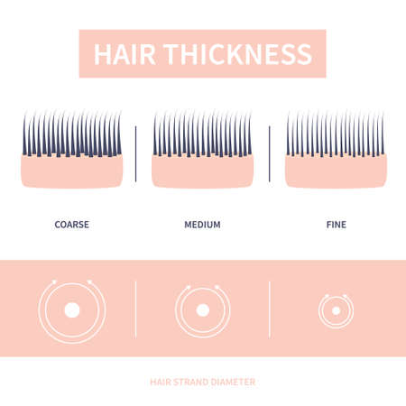 Hair thickness types classification set. Skin cross-section with fine, medium, coarse strands. Anatomical structure linear scheme. Outline vector illustration.のイラスト素材