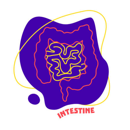 Large and small intestine of human digestive system. Body organ outline icon on abstract geometric splash. Anatomy medical cartoon symbol. Vector illustration.のイラスト素材