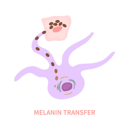 Melanosome transfer to keratinocytes scheme. Melanocyte cell biology and skin pigmentation diagram. Melanin pigment production and distribution process. Vector illustration.のイラスト素材
