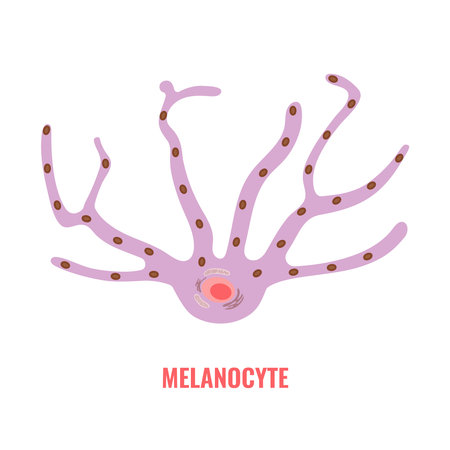 Melanocyte cell biology and skin tone pigmentation diagram. Melanin pigment production and distribution process. Melanosome transfer to keratinocytes scheme. Vector illustration.のイラスト素材